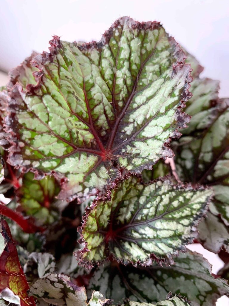 Rex Begonia Care