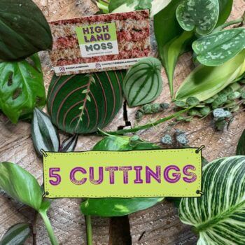 Mystery Cuttings Box - 5 cuttings from a range of beautiful plants