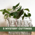 5 mystery cuttings