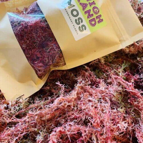 Bag fresh sphagnum moss in pink