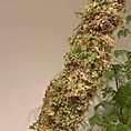 MINI Natural Moss pole 30cm - Green/Brown