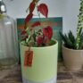 Tall green planter for pots up to 10cm