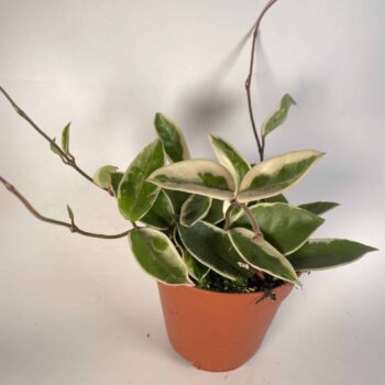 Hoya Krimson Queen | House wax plant in 12cm pot | Variegated cream leaves Houseplants 12cm plant 2