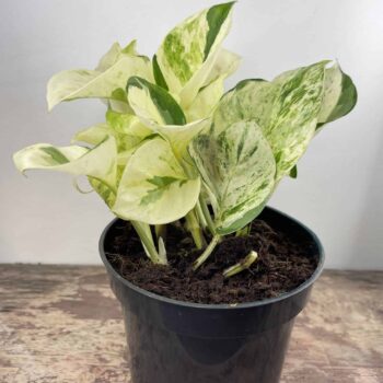 Happy Leaf | Epipremnum aureum Manjula | 12cm pot Hanging & Trailing 12cm plant