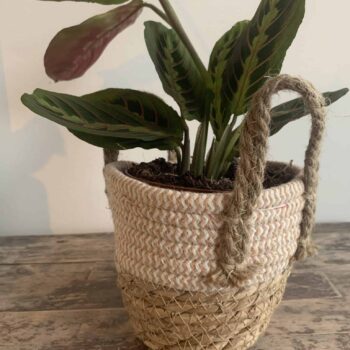 Basket planter for pots up to 12 cm with lined interior Plant Accessories 12cm planter 2