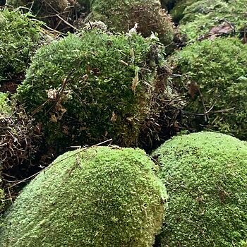 Pin Cushion Moss | Fresh and Live | Great for terrariums Cushion Mosses bun moss 2