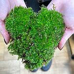 Pin Cushion Moss | Fresh and Live | Great for terrariums