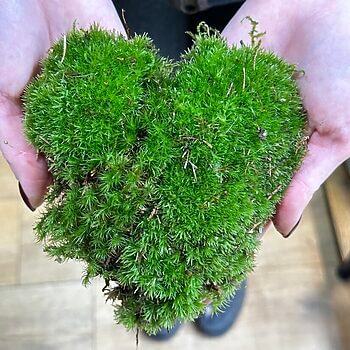 Pin Cushion Moss | Fresh and Live | Great for terrariums Cushion Mosses bun moss