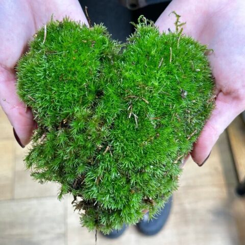 pin cushion moss