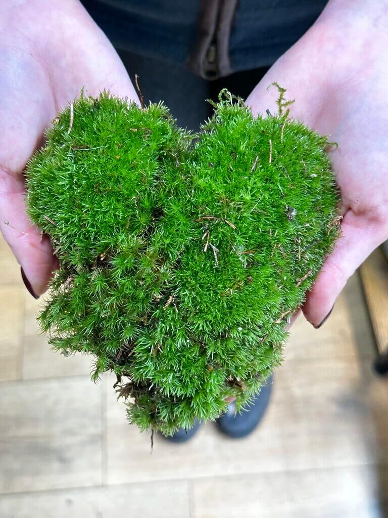 Pin Cushion Moss | Fresh and Live | Great for terrariums