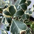 Ficus Triangularis Sweetheart 17cm pot 70cm tall