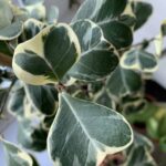 Ficus Triangularis Sweetheart Variegated 17cm pot