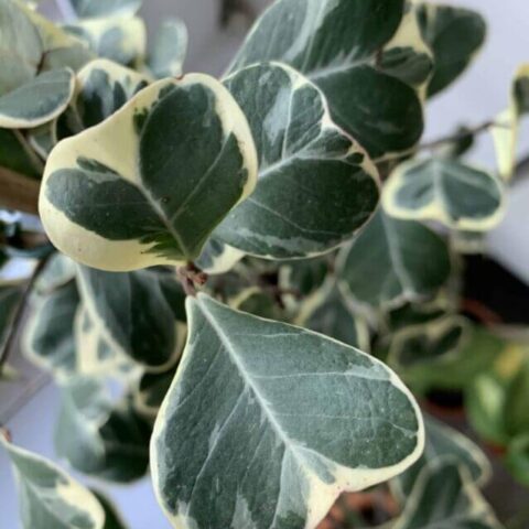 Ficus Triangularis Sweetheart 17cm pot 70cm tall