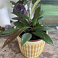 Hoya Pubicalyx | houseplant in 12cm pot | Thin speckled leaves