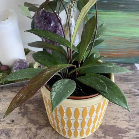 Hoya Pubicalyx | houseplant in 12cm pot | Thin speckled leaves