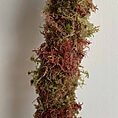 MINI Natural Moss pole 30cm - Mixed