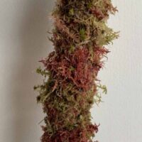 MINI Natural Moss pole 30cm - Mixed