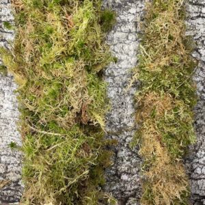 Buy Carpet Moss For Sale Online