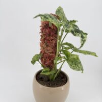MINI Natural Moss pole 30cm