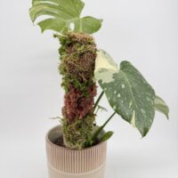 MINI Natural Moss pole 30cm