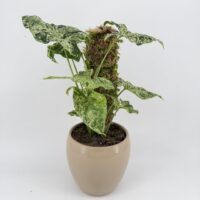 MINI Natural Moss pole 30cm