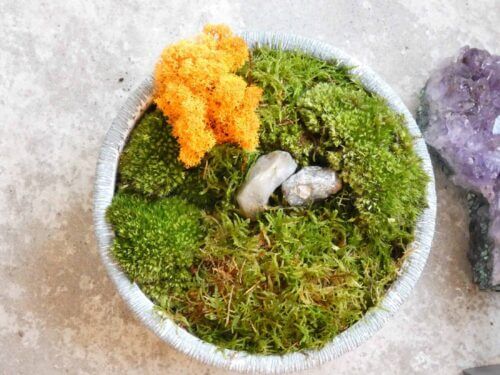 Live Moss Bowl 'The Wee Scotty' | 19cm