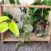 Propagation station | Rustic wooden style | Plus FREE mystery cutting!