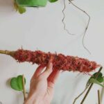 MINI Natural Moss pole 30cm