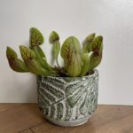 Carnivorous Sarracenia Purpurea 8cm pot