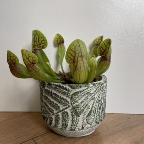 leaf design planter for 12cm pots