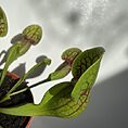leaf design planter for 12cm pots