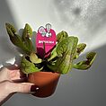 leaf design planter for 12cm pots