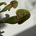 leaf design planter for 12cm pots