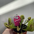 leaf design planter for 12cm pots