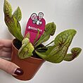 leaf design planter for 12cm pots