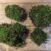 fresh live cushion bun moss | great for terrariums