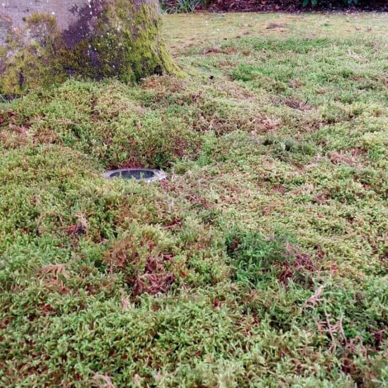Moss for Jamie