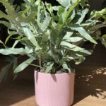 Pink planter with subtle dot design for up to 14cm pots