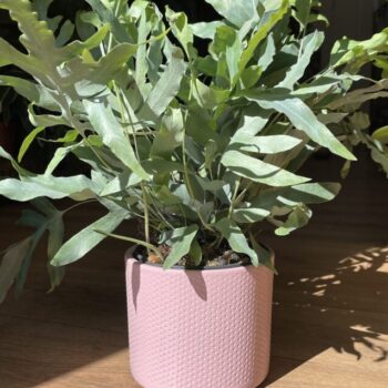 Pink planter with subtle dot design for up to 14cm pots Plant Accessories 14cm planter