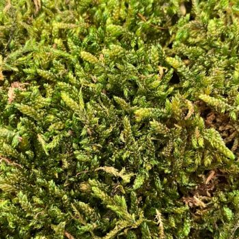 Preserved Natural Green Carpet Sheet Moss Hypnum