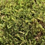 Preserved Natural Green Carpet Sheet Moss Hypnum