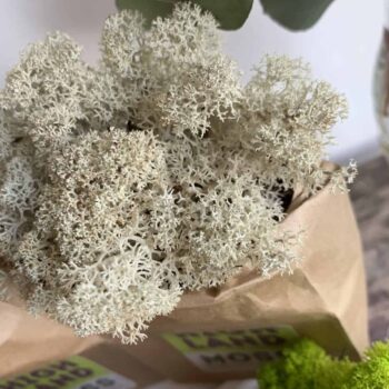 Preserved Reindeer Moss – Natural Pale Made with Moss Green