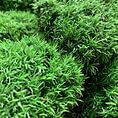 Preserved Green Cushion Bun Moss