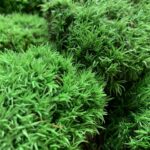Preserved Green Cushion Bun Moss 10cm x 15cm