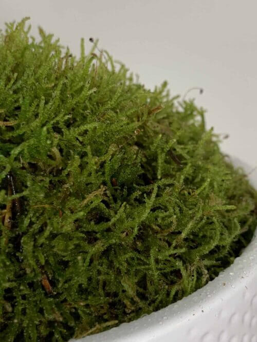 Live Moss Bowl | Green Carpet Moss | 19cm white bowl