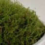 Live Moss Bowl | Green Carpet Moss | 19cm white bowl