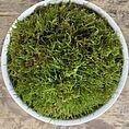 Fresh Live Sheet Carpet Moss