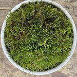 Bulk Moss Order for Beaux Arts Landscaping