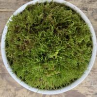 Fresh Live Sheet Carpet Moss