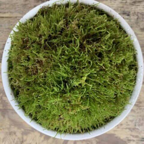 Fresh Live Sheet Carpet Moss